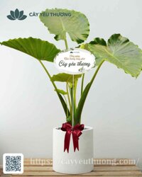 Cây ráy tai voi tặng khai trương ý nghĩa, may mắn, độc đáo đem lại tài lộc