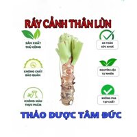 cây ráy thân lùn lá siêu khủng