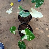 Cây Ráy Var, kiểng lá đột biến - Alocasia Macrorrhiza Varietage