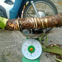 cây ráy voi cao 1m nặng 8kg