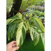 Cây Riềng Var