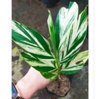 Cây Riềng Var