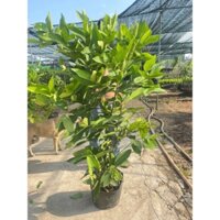 cây roi mận đỏ an phước cây cao 1m2 đến 1m5