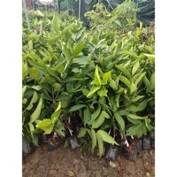 Cây roi (mận) xanh vị ngọt, chua, mát, cao 70-80cm mua 5 cây tặng 1 cây ( hình thật )
