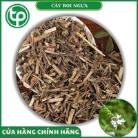 Cây Roi Ngựa