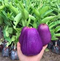 cây roi tím Thái Lan ( cây mận tím thái lan)