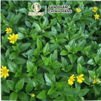 Cây Sài Đất khô gói 500g thương hiệu SATOSO
