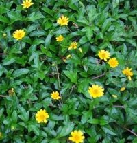 Cây Sài Đất – Thảo dược Bách An Khang JD153 cay-sai-dat – Bách An Khang | Bachankhang.com | Thế giới thảo dược, đông trùng hạ thảo, yến sào Khánh Hòa