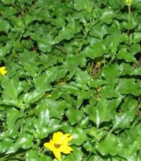 Cây Sài Đất - Thảo dược xanh số 1 Jindo.vn JD153 caysaidat