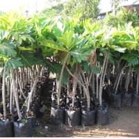 Cây sake ghép mau cho quả cao 1m2 cây như ảnh