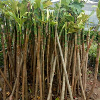 Cây sake giống ( giao cây chiết cao 1.5m) ( CÂY GIỐNG BẮC TRUNG NAM )