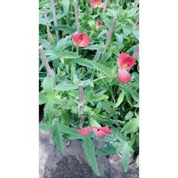 Cây Sâm Bố Chính Chậu Như Hình