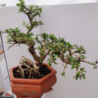 Cây sam trái BONSAI GIÀ 6-7 NĂM