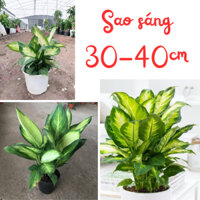 Cây SAO SÁNG chậu 30-40cm, thân mập mạp lá lo xanh khỏe thích hợp trồng nhiều vị trí