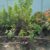 Cây Sapo lớn ( cây sapo cao 1.7m)