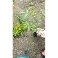 cây sầu đâu 10k / combo10cay100k