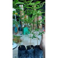 cây sầu đâu ăn lá trộn gỏi 3cây như hình 100k