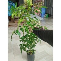 cây sầu đâu. Nem ấn Độ. Ăn lá. 3 cây100k