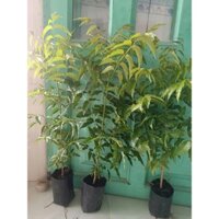 Cây sầu đâu. Nem ấn Độ. 7cây.ăn lá. Dễ trồng. cây khỏe