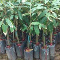 Cây sầu riêng choai , giống cơm vàng, hạt lép