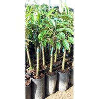 cây sầu riêng ri 6