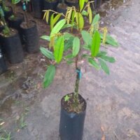 Cây 🌲 Sầu Riêng ri6