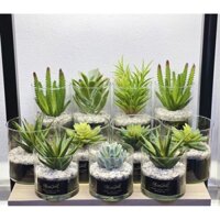 Cây Sen Đá Giả Kèm Lọ Thủy Tinh _  Chậu Sen Đá Nhân Tạo Mini Nhập Khẩu Trang Trí Bàn Cao Cấp [TP-S 05]