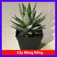 Cây sen đá móng rồng ảnh thật