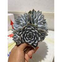 Cây Sen Đá Xám Tuyết, cây Sen Đá Hồng