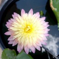 cây sen giống mới hoa thơm
