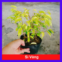 Cây Si Bonsai Hoàng Kim ( Cây Si Vàng ) - cây cảnh để bàn