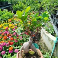 Cây Si Bonsai Nhật ( hàng đẹp)