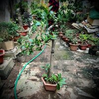 Cây si búp đỏ dáng trực cao 80cm