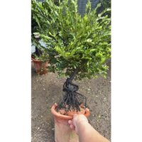 Cây si đen cảnh gửi chậu như ảnh