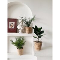 Cây Si giả cao 1m35 - Trang trí nội thất, decor nhà cửa - Lehomme Decor
