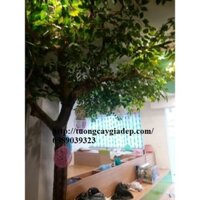 Cây si giả cho quán trà sữa