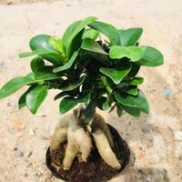 Cây Si Nhật Bản Bonsai