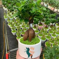 Cây si nhật bonsai