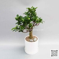 Cây si nhật chậu sứ để bàn