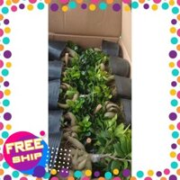 Cây Si Nhật SIÊU LÙN Bon Sai MINI ĐỂ BÀN SIÊU ĐẸP + Tặng 02 cây nhót ngọt