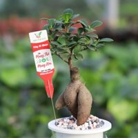 Cây Si Nhật Trồng Chậu Thông Minh