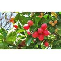 Cây si rô siêu trái dùng nấu siro- Trang trí sân vườn- Decor-Phong thuỷ-Hoa kiểng Thuý Nguyên