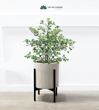 Cây Si Thái Lan Cẩm Thạch (Cây Đa Tam Phúc)