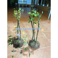 cây sim nếp rừng đã ủ có rễ và mầm(bầu nặng tới 12kg)sẵn hàng trong phân loại