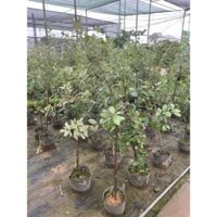 Cây Sim Rừng - 1m, hoa nở đẹp, quả có nhiều công dụng, cây bầu rễ chắc khỏe-88@