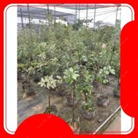 Cây Sim Rừng - 1m, hoa nở đẹp, quả có nhiều công dụng, cây bầu rễ chắc khỏe-88@