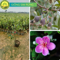 Cây Sim Rừng, Cây Giống Khỏe, Bầu Rễ Ổn Định, Cho Trái Sau 1 Năm Trồng