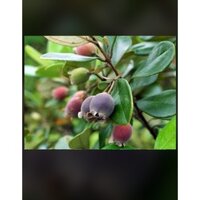 Cây Sim rừng , sim ăn quả / 4 cây ( siêu khỏe)