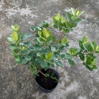 Cây Sim Rừng Size Lớn 50 - 80cm