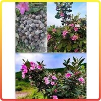 Cây sim rừng to cao 1m, hoa nở đẹp, quả có nhiều công dụng, cây bầu rễ chắc khỏe [sp27]